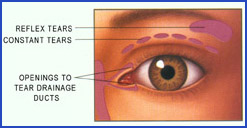 Eye Anatomy to explain dry eye